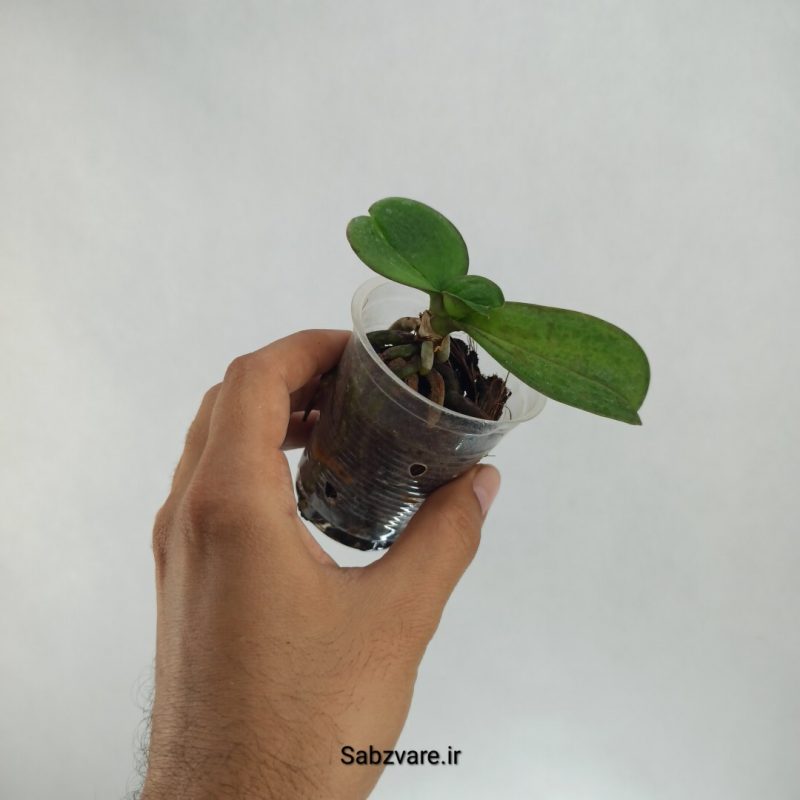 ارکیده فالانوپسیس (S22422)
