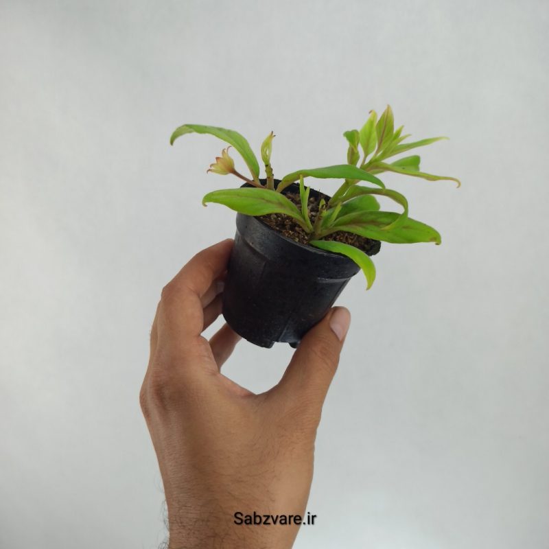 کلومنه آ (T22426)