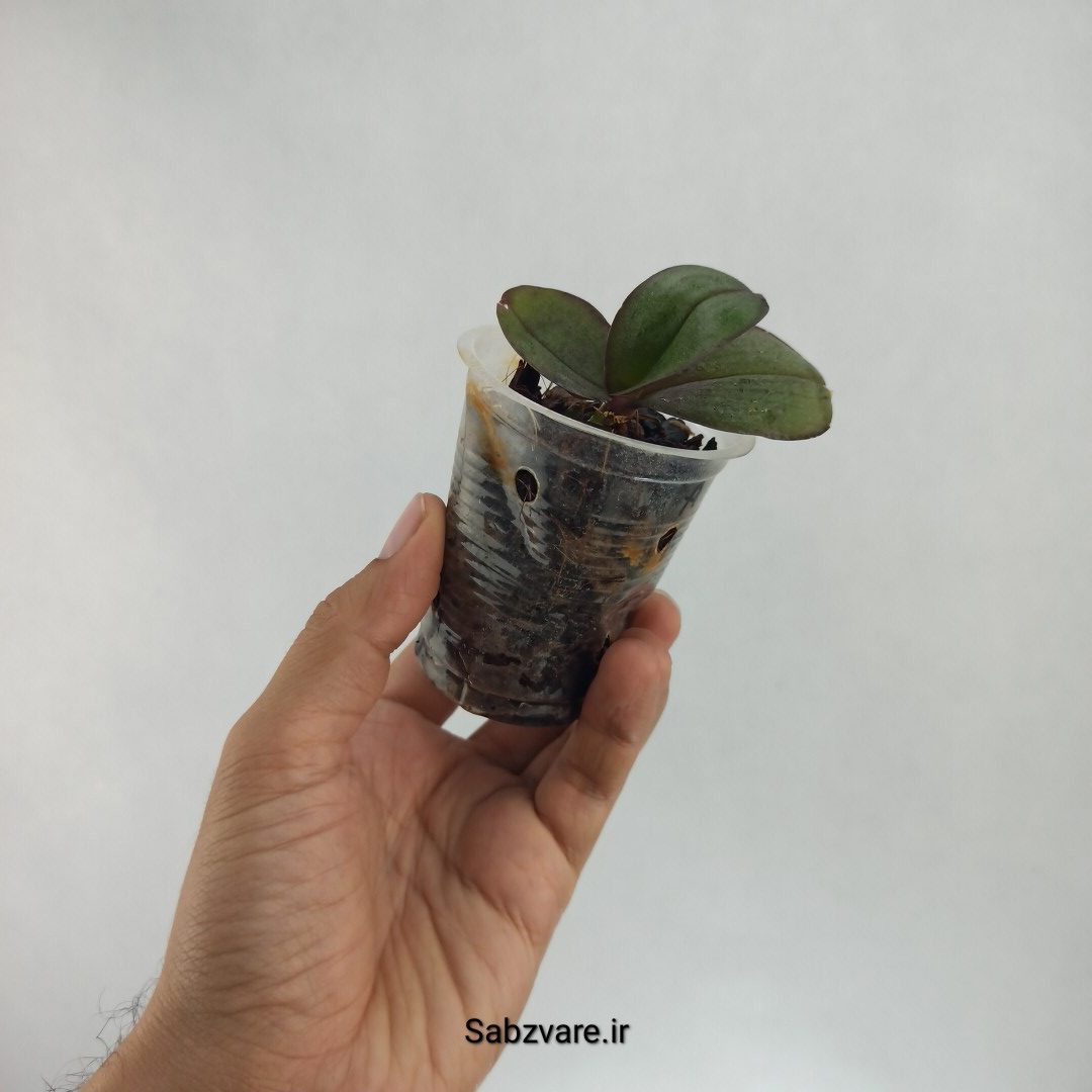 ارکیده فالانوپسیس (T22427) - Image 2