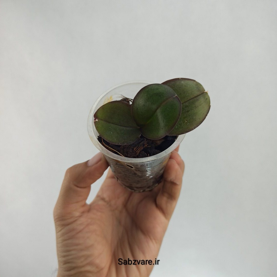ارکیده فالانوپسیس (T22427)
