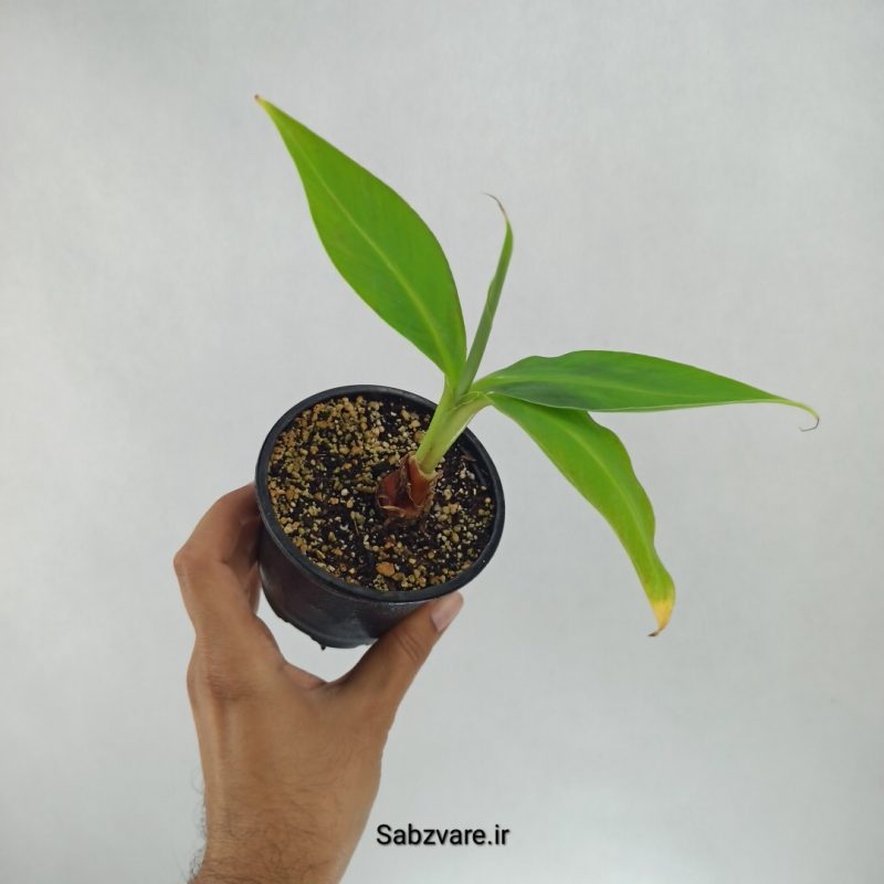 موز رقم کاوندیش پاکوتاه (T22428)