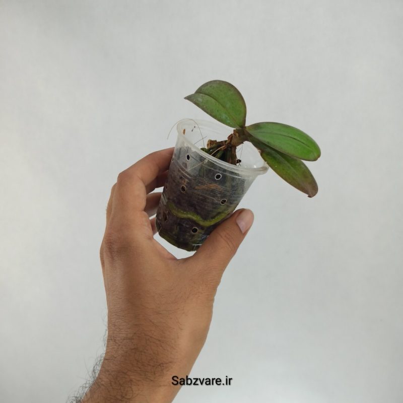 ارکیده فالانوپسیس (T22429)