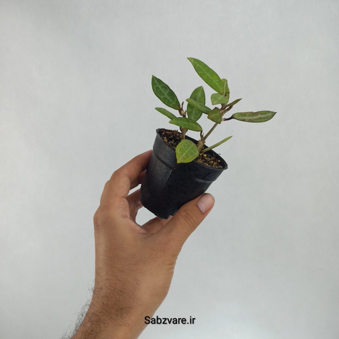 هویا الیپتیکا (T22430) - Image 2