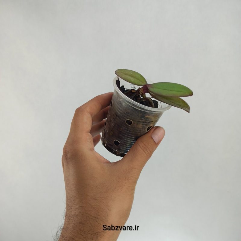 ارکیده فالانوپسیس (T22431)