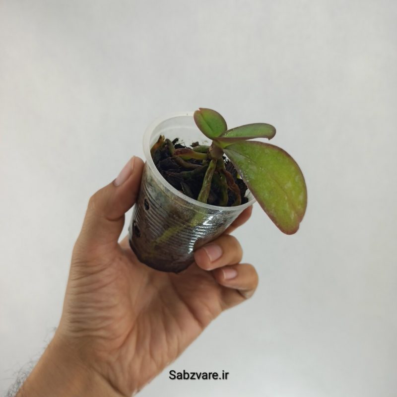 ارکیده فالانوپسیس (T22433)