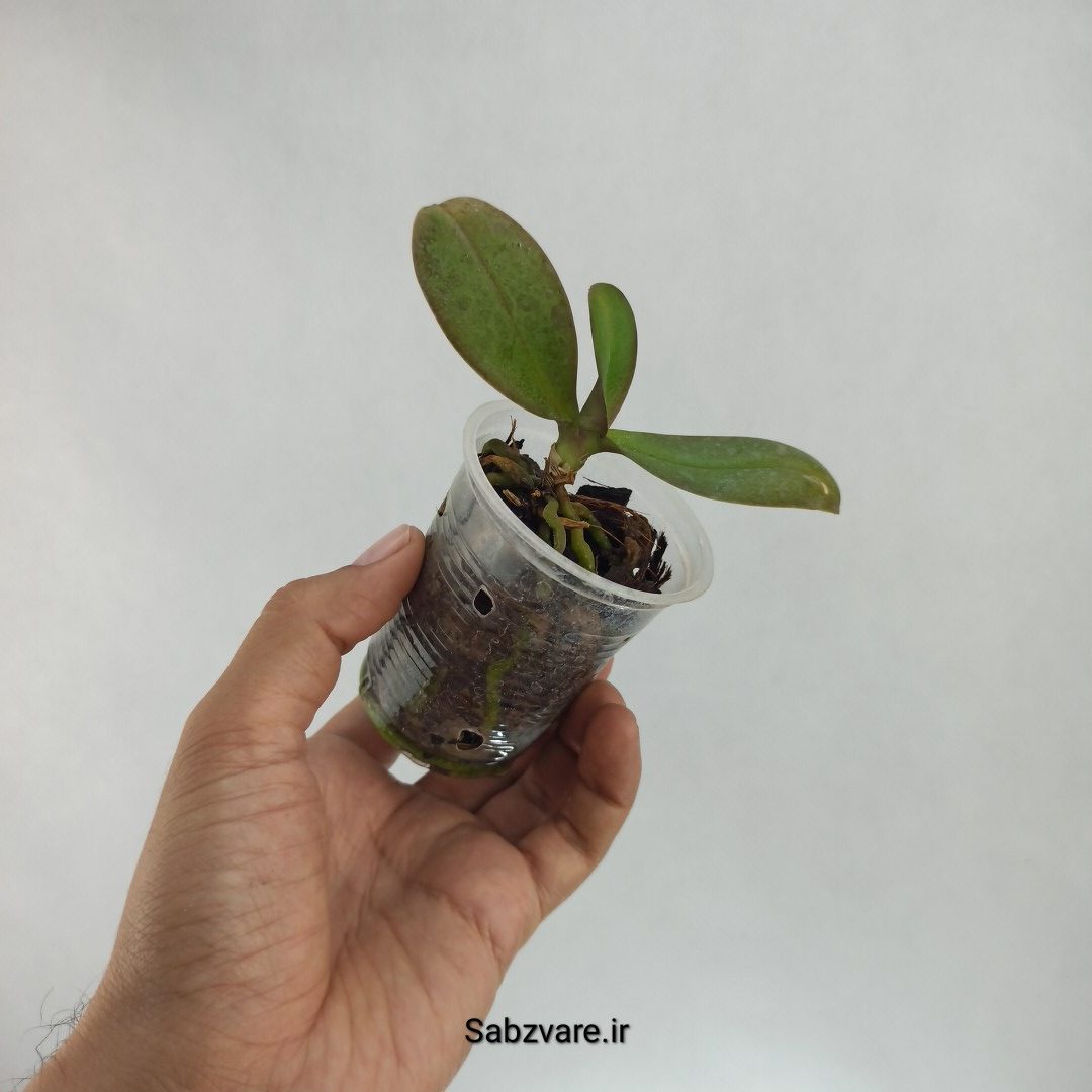ارکیده فالانوپسیس (T22437) - Image 2