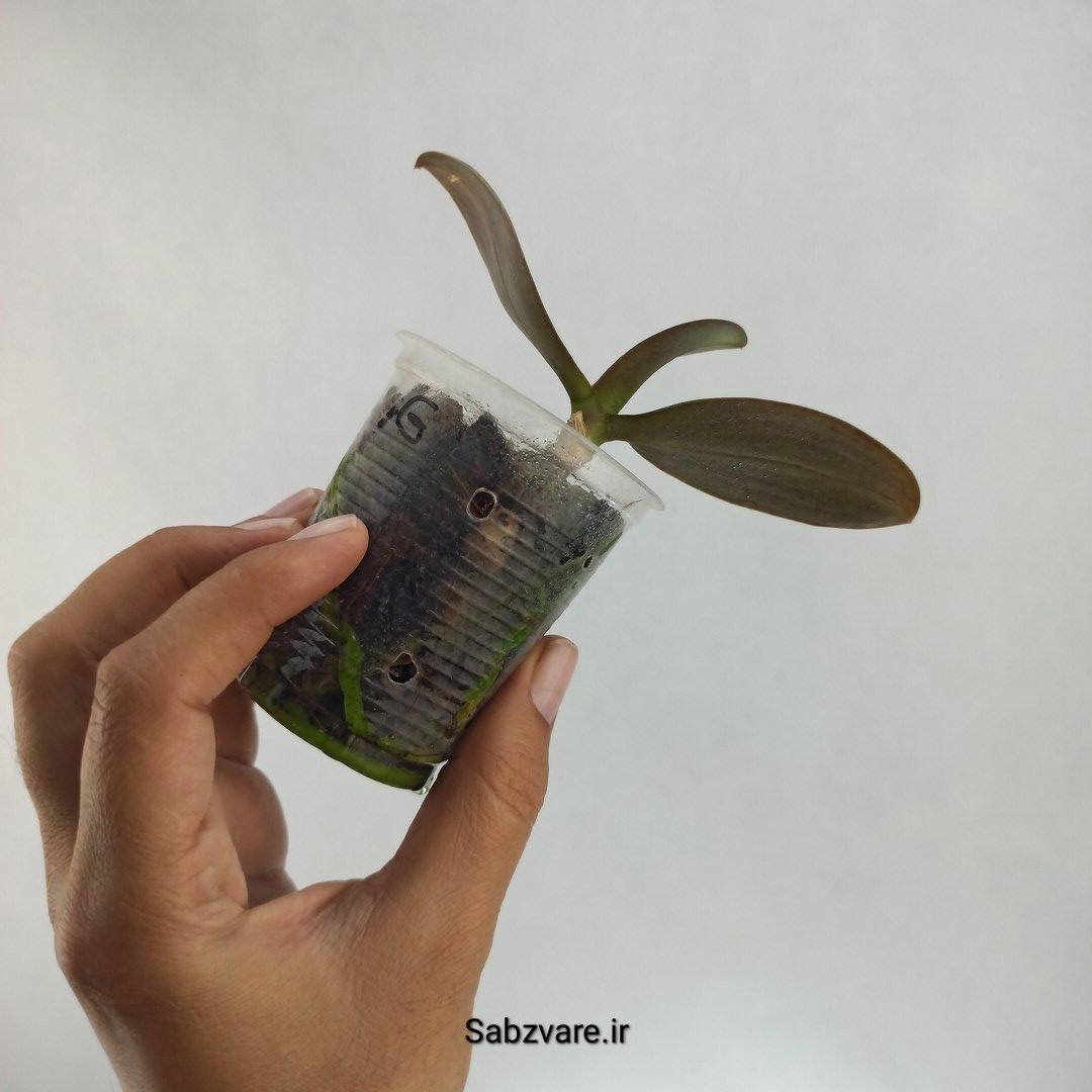 ارکیده فالانوپسیس (T22437) - Image 3
