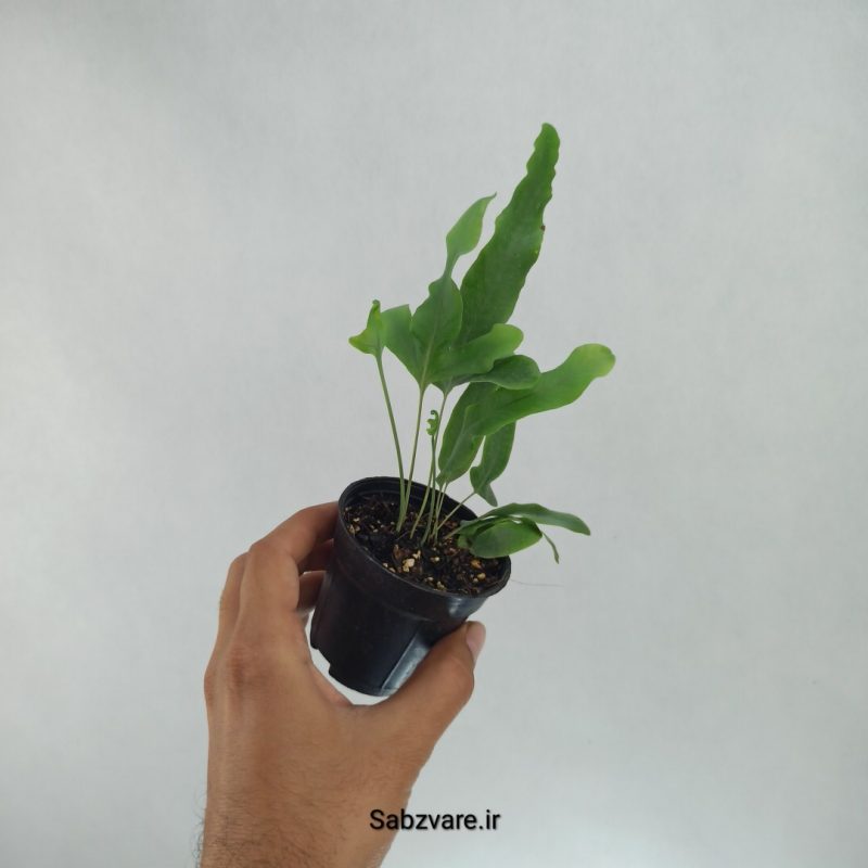 سرخس پنجه خرس (T22438)