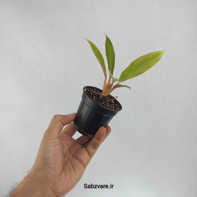 فیلودندرون کنگره سبز (T22439)