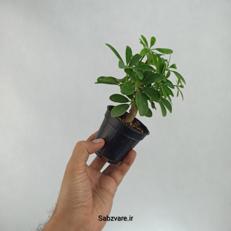 شفلرا سبز چند شاخه (T22441)