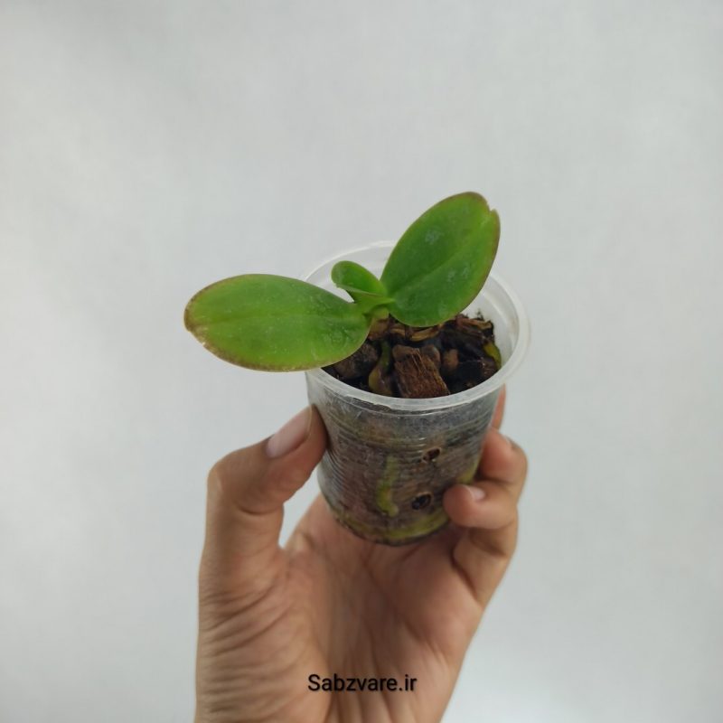 ارکیده فالانوپسیس (T22444)