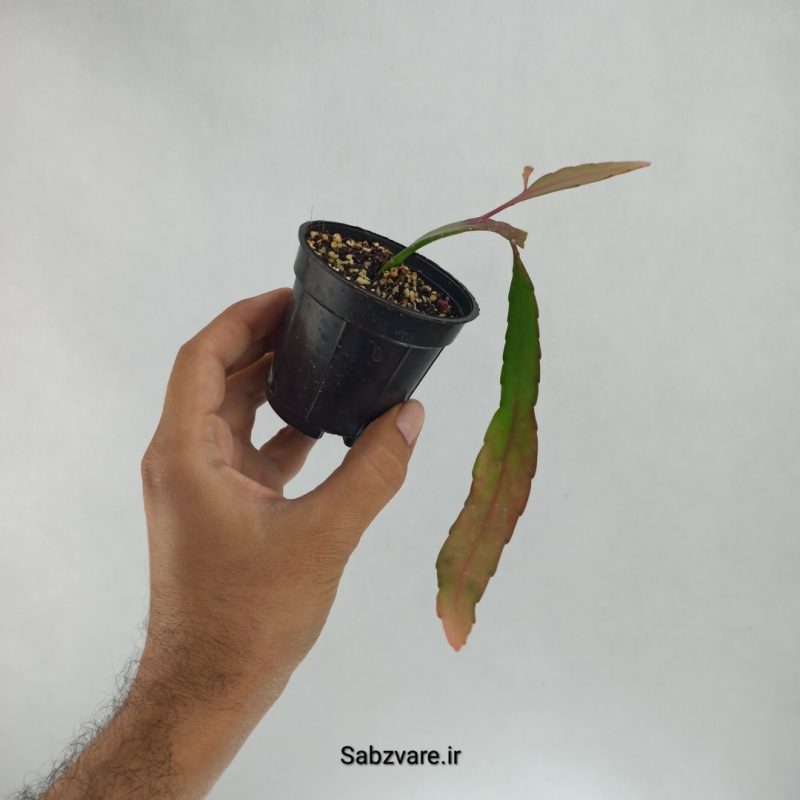 ریپسالیس رامولوسا (U22445)