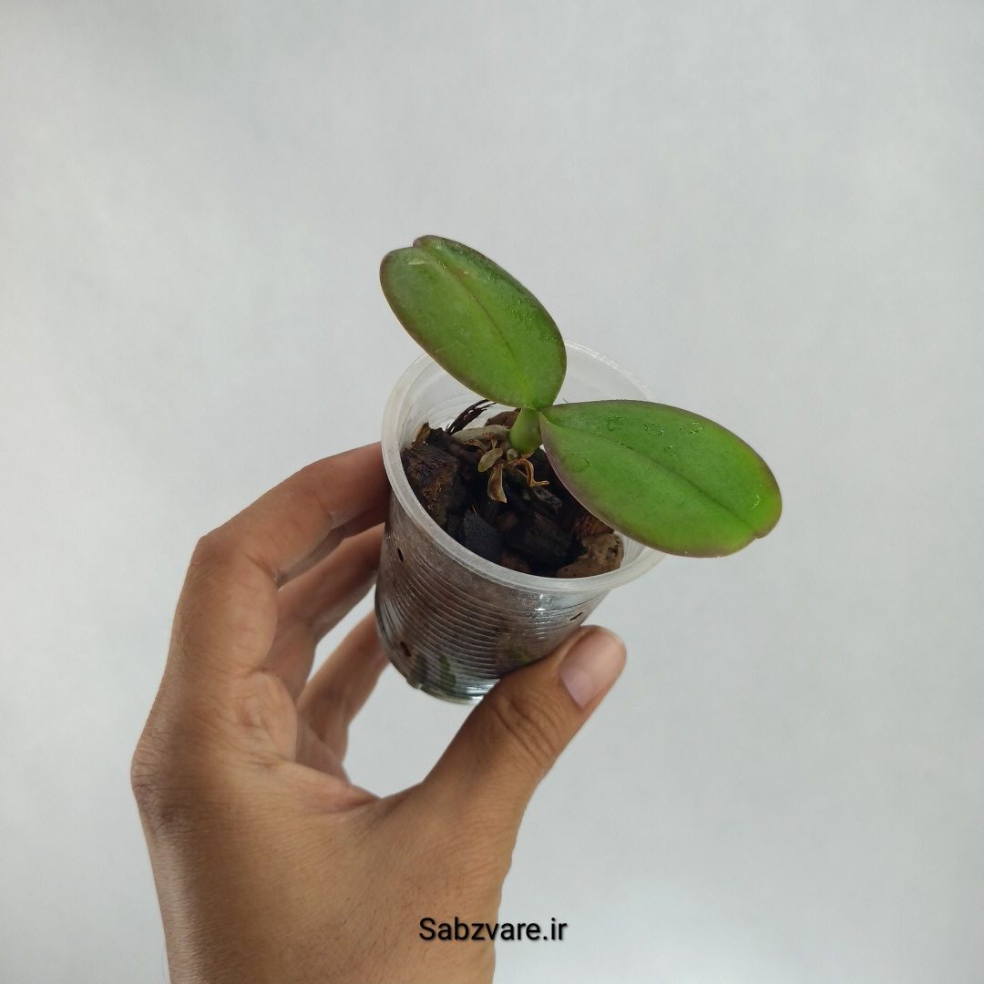 ارکیده فالانوپسیس (U22446) - Image 2