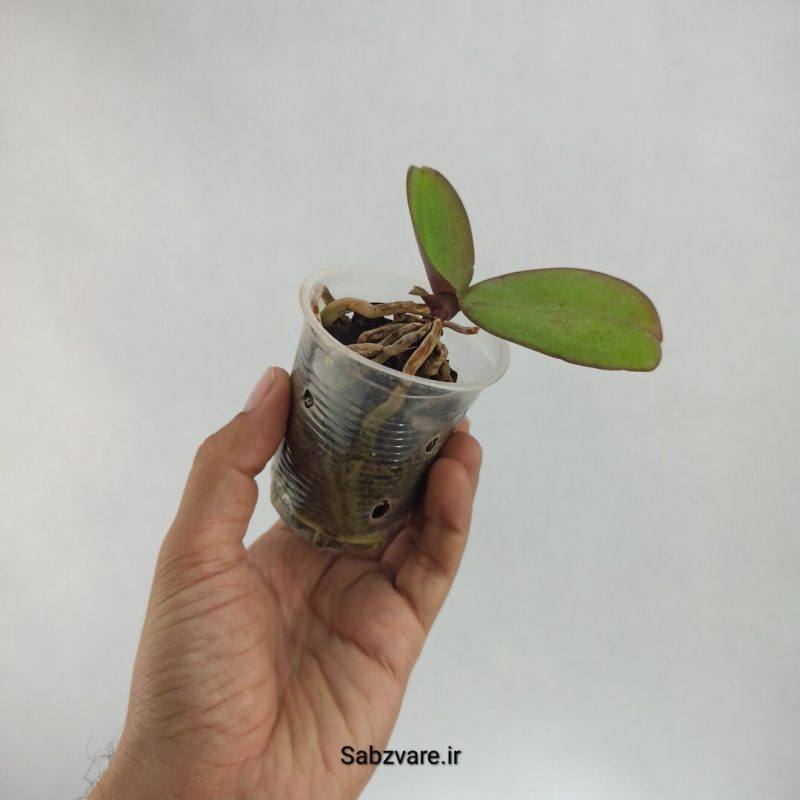 ارکیده فالانوپسیس (U22448)