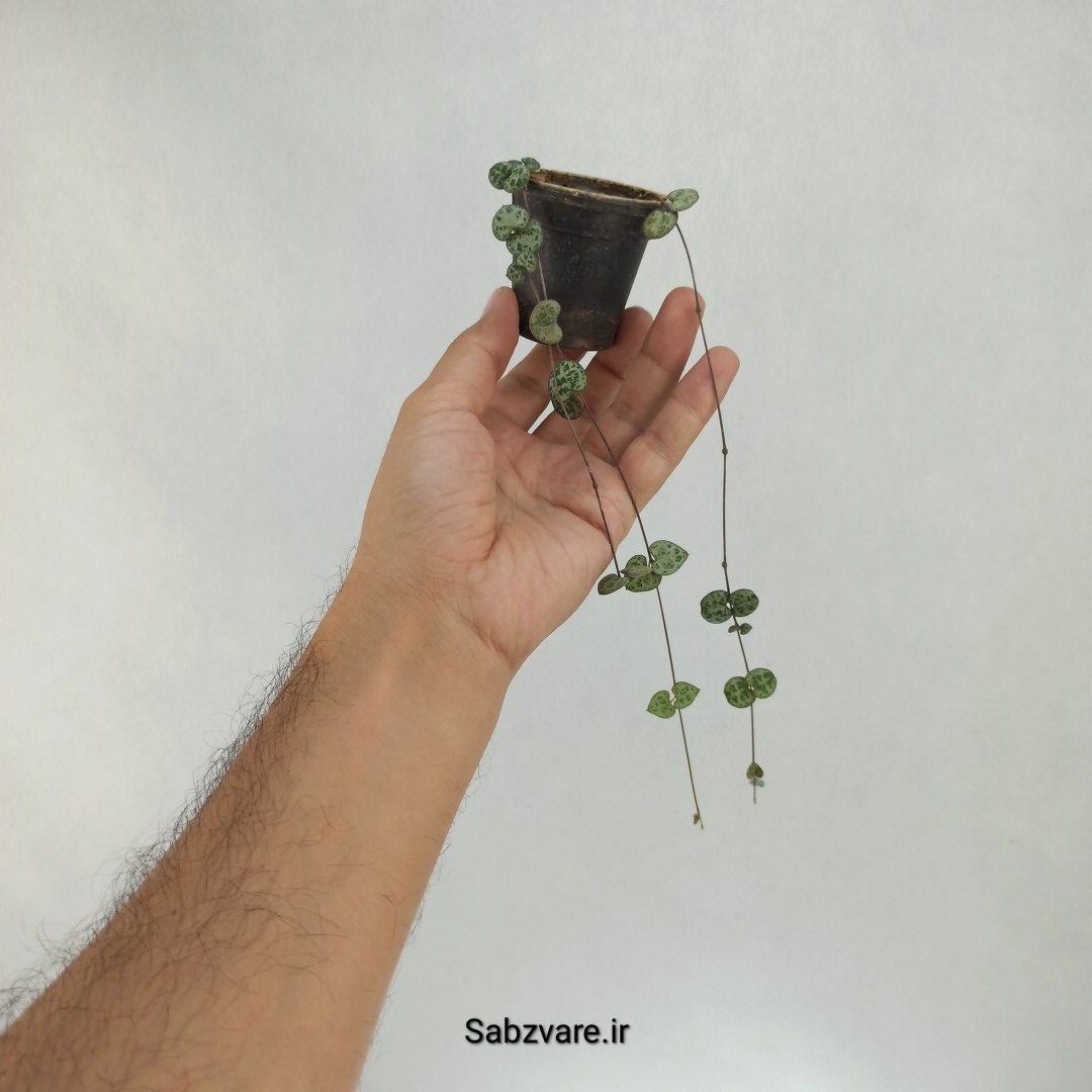 سروپژیا سبز (U22456) - Image 2