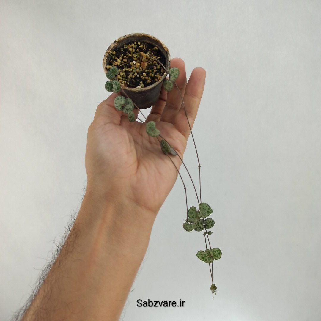 سروپژیا سبز (U22456)