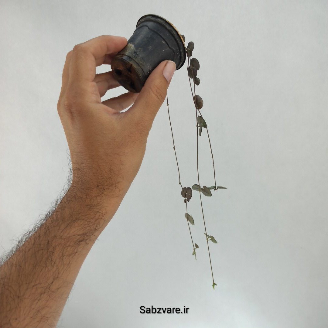 سروپژیا سبز (U22456) - Image 3
