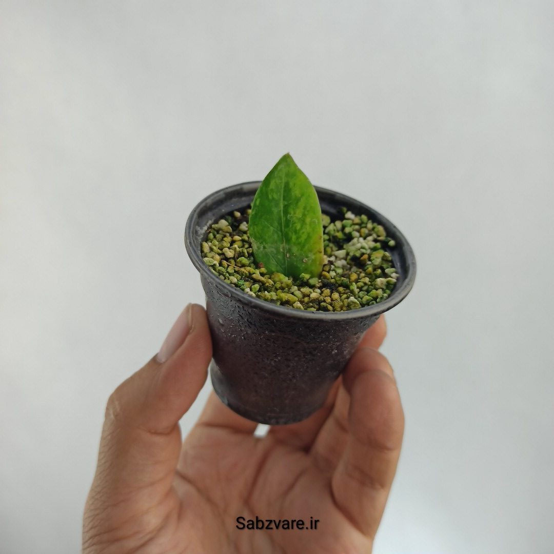 برگ غده دار زامیفولیا ابلق (U22457)