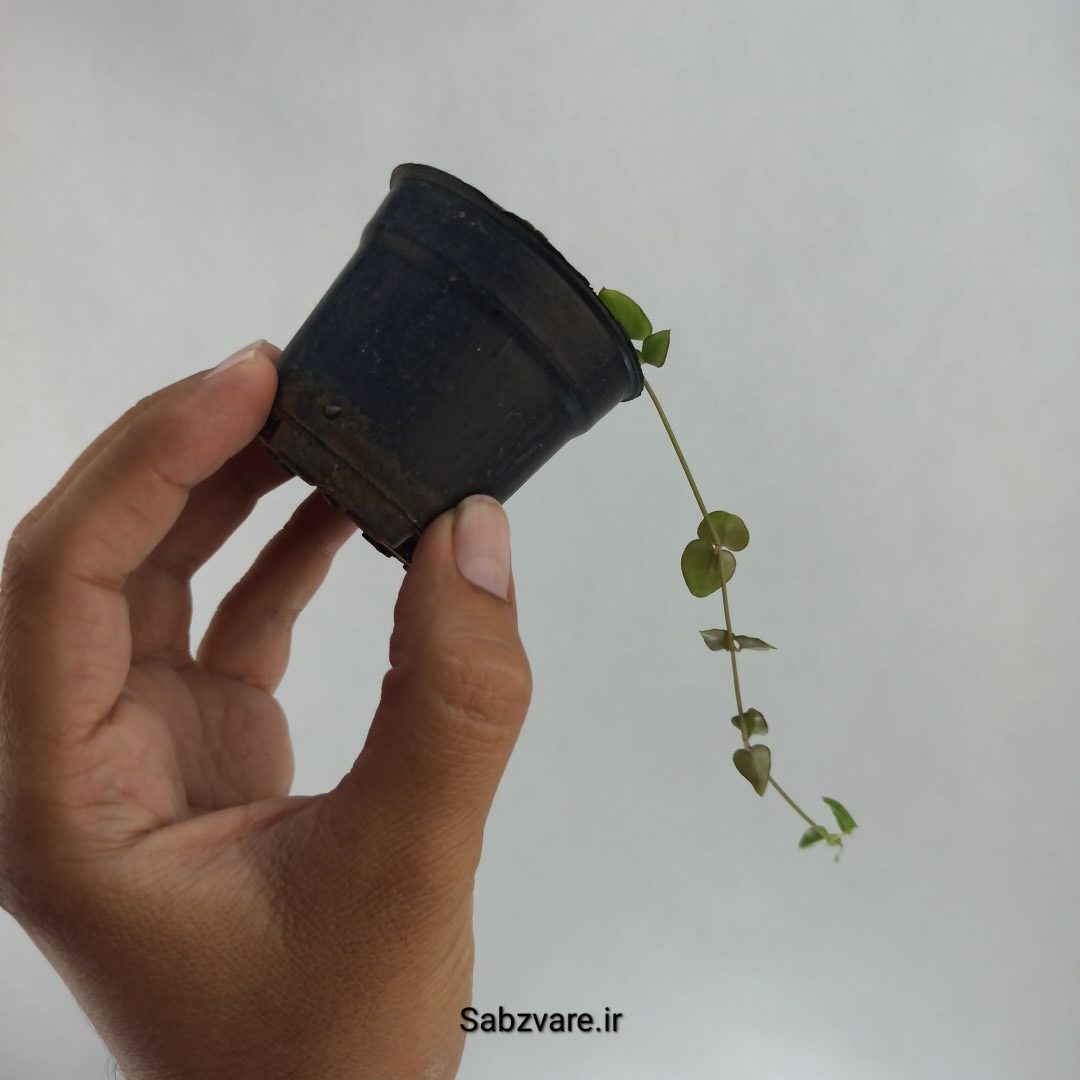 سروپژیا دوربان (U22465) - Image 3
