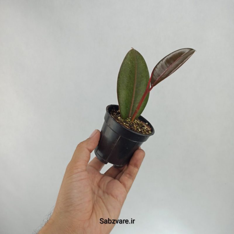 فیکوس سوپر بلک (V22466)