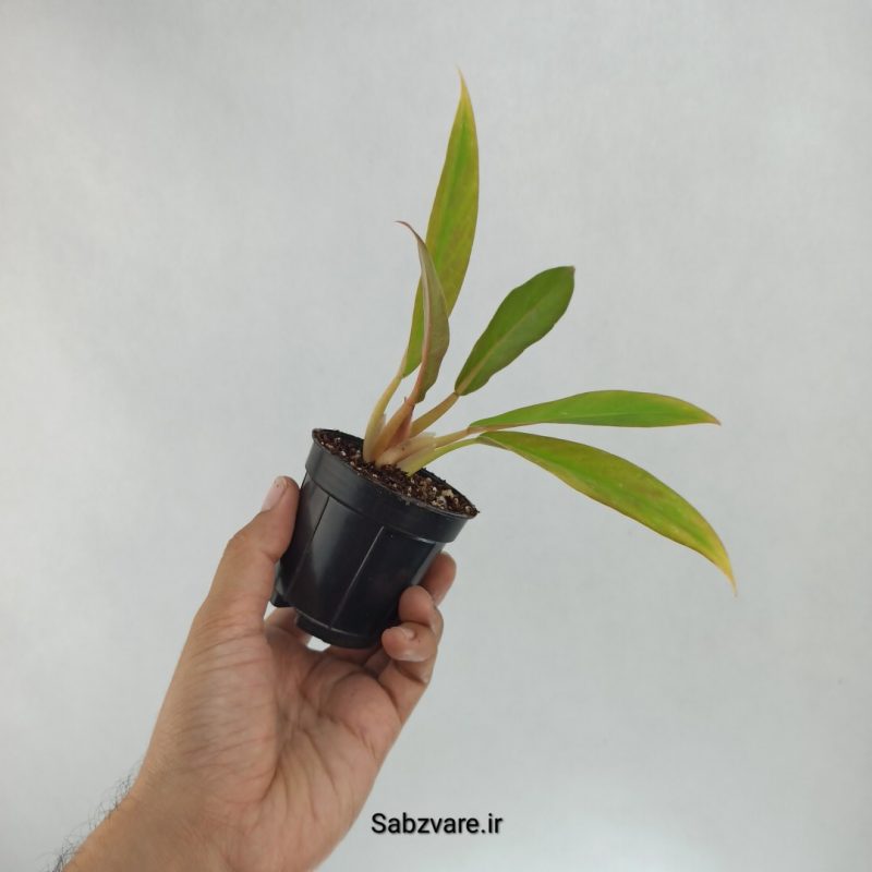 فیلودندرون کنگره سبز (V22471)