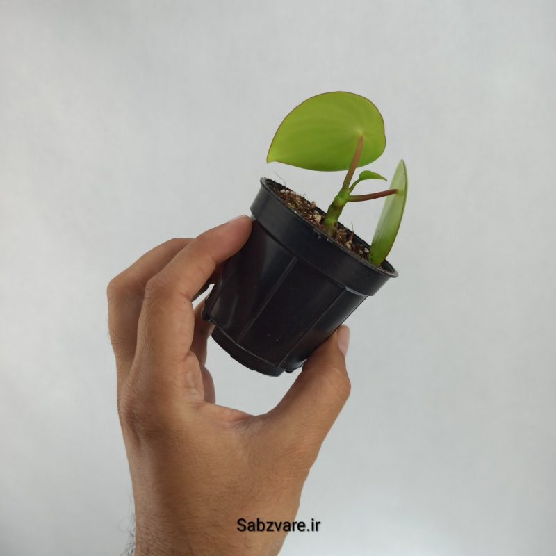 پپرومیا قطره باران (V22477)