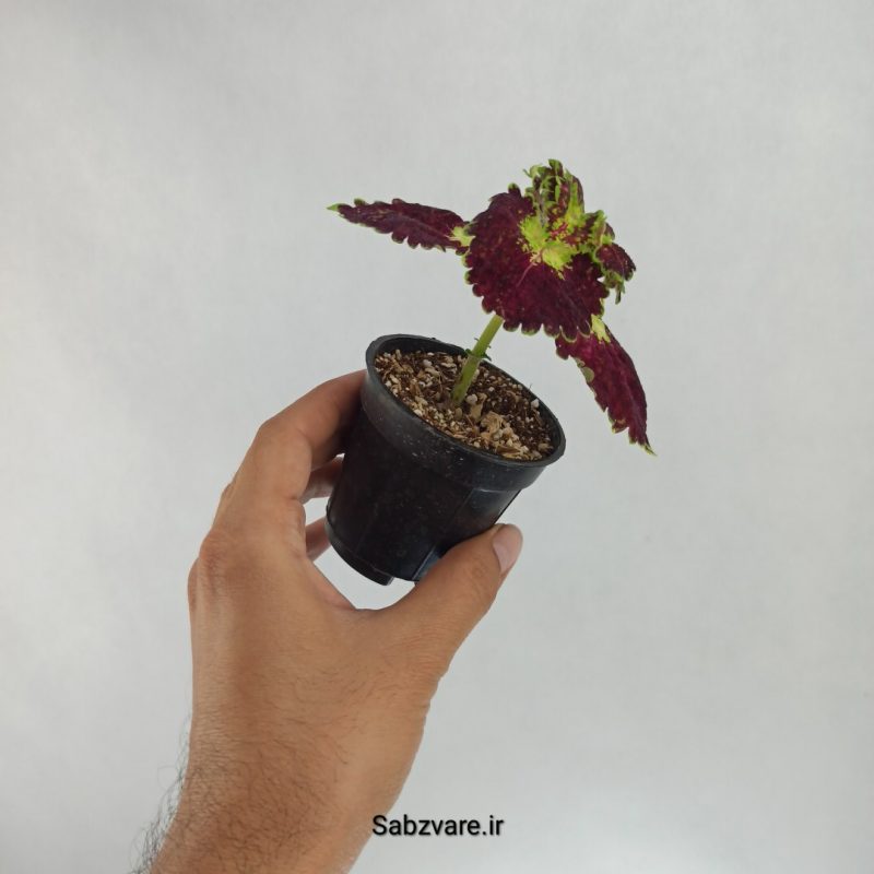 حسن یوسف واین لایم (W22489)