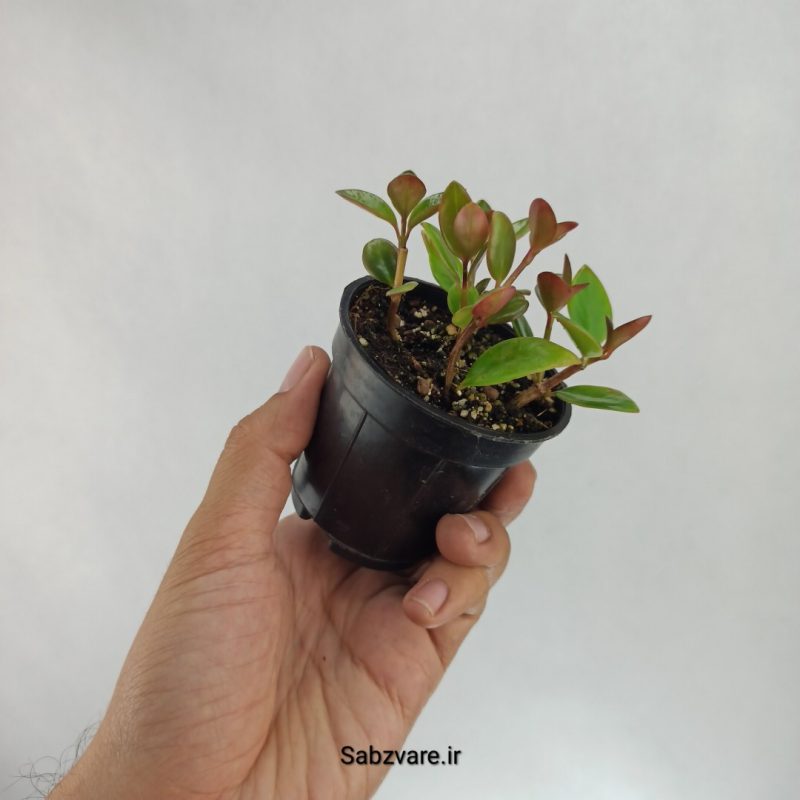 نماتانتوس یا گلدفیش (W22494)