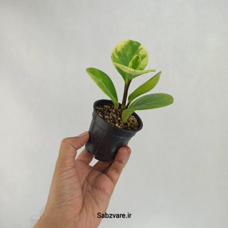 برگ قاشقی ابلق (W22498)