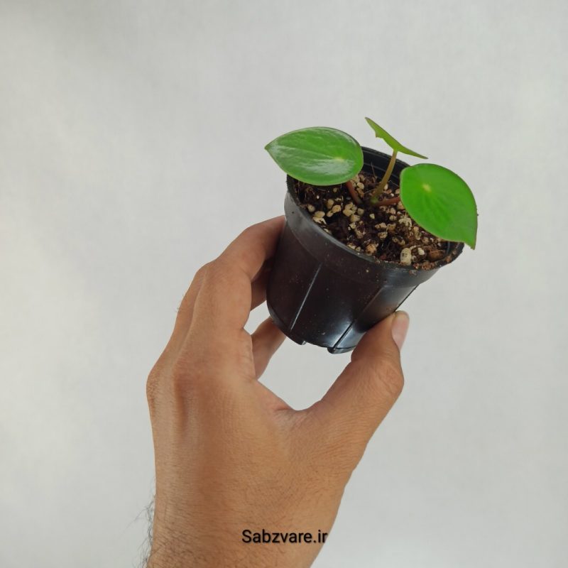 پپرومیا قطره باران (W22499)