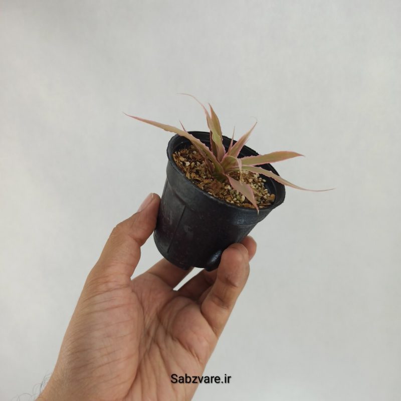 کریپتانتوس صورتی (W22505)