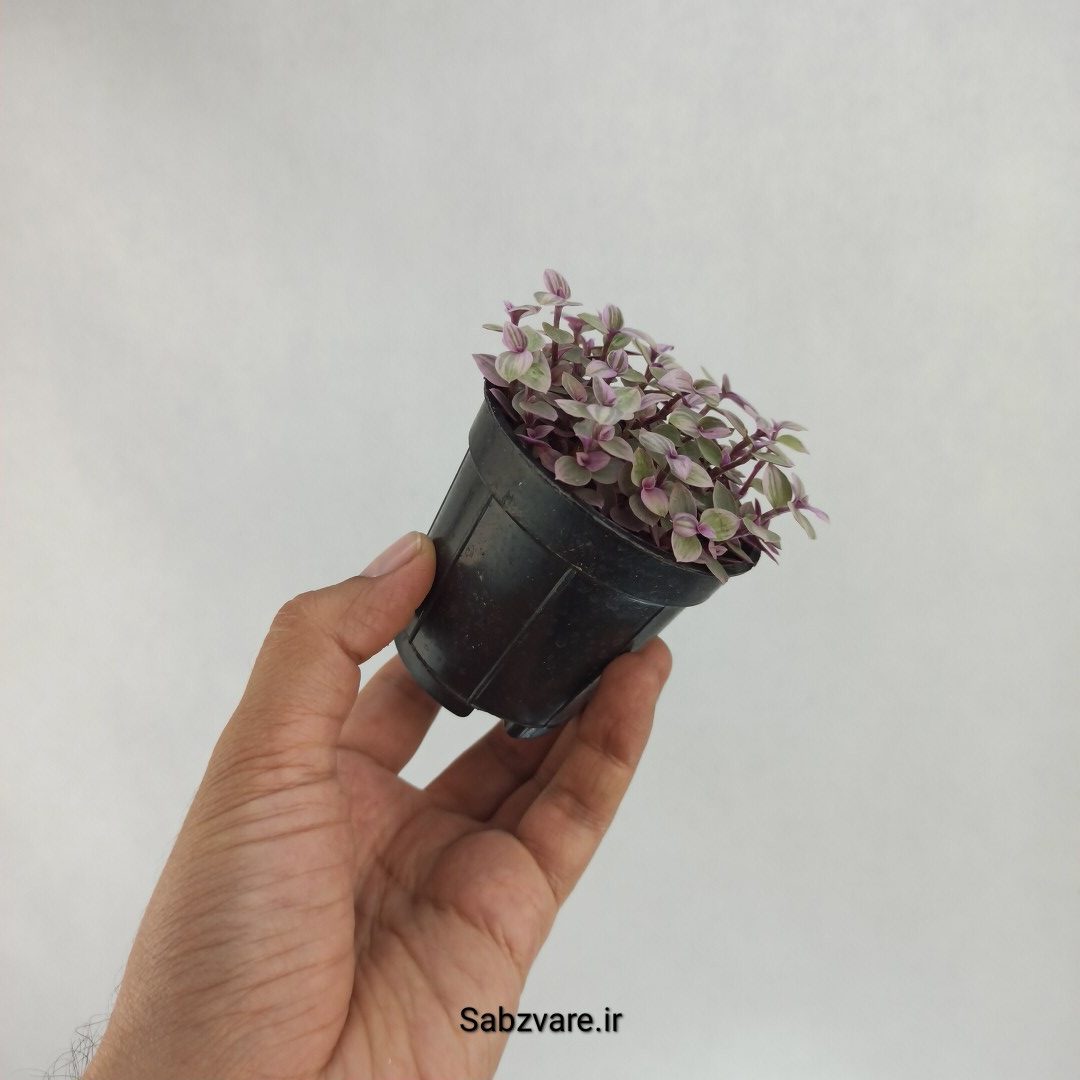 چمن کالیسیا صورتی (W22506) - Image 3