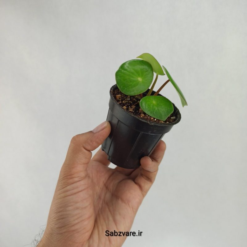 پپرومیا قطره باران (W22507)
