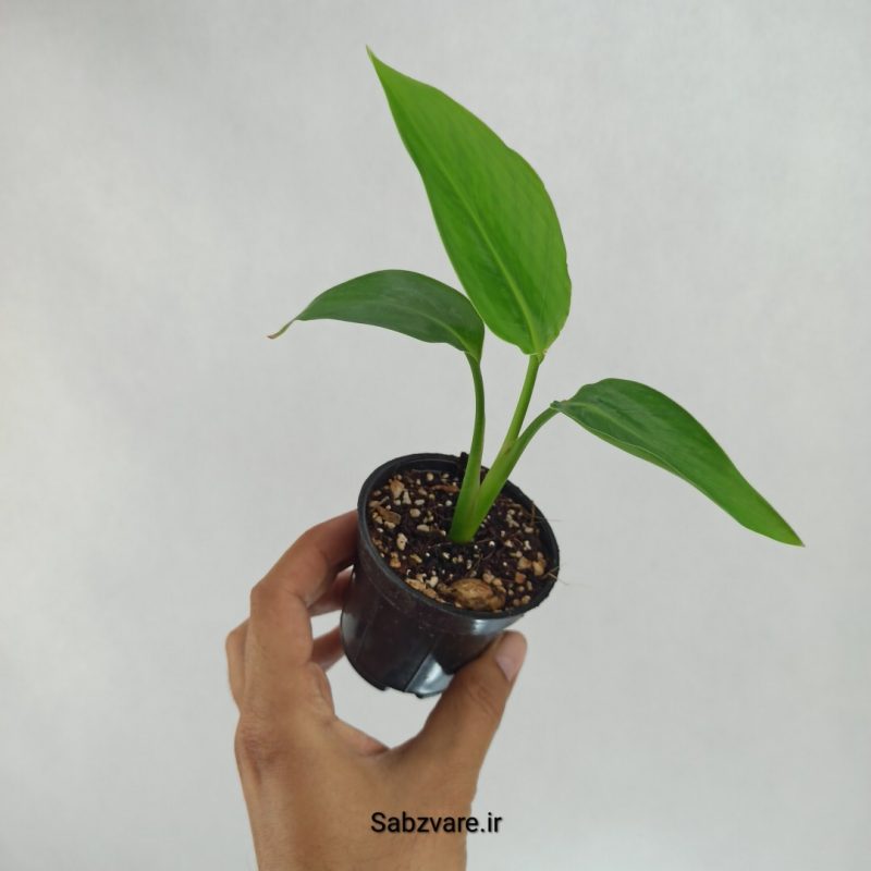 استرلیتزیا نیکولای (X22508)