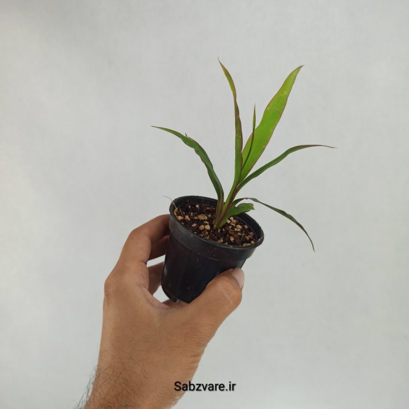 کردیلین رقم Fruticosa Kiwi سبز (X22509)