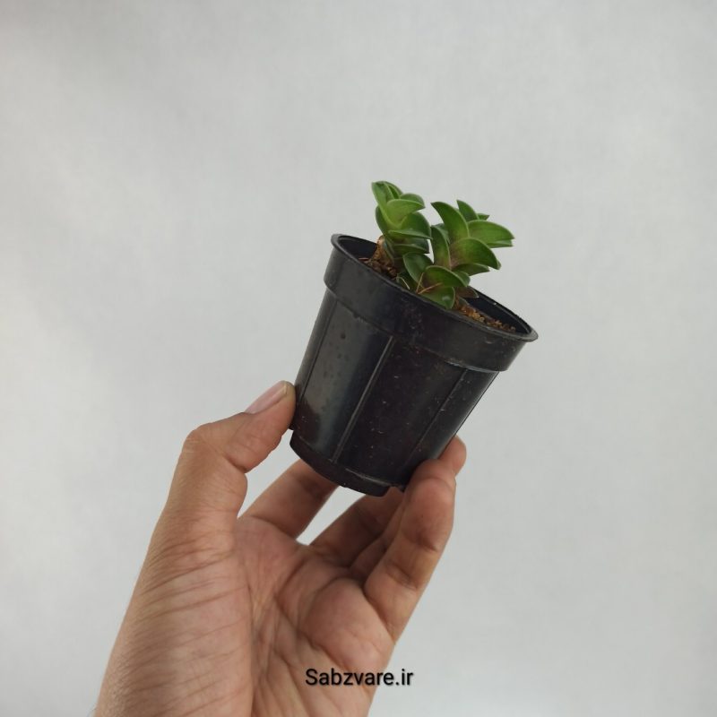 کالیسیا ناویکولاریس (X22514)