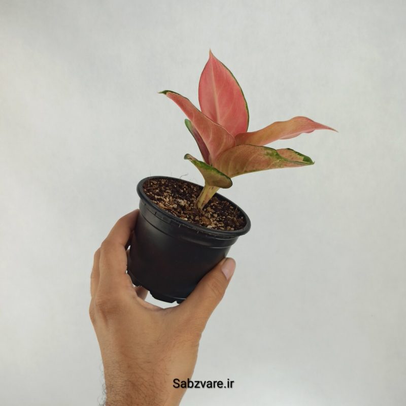 آگلونما رنگی (Y22536)