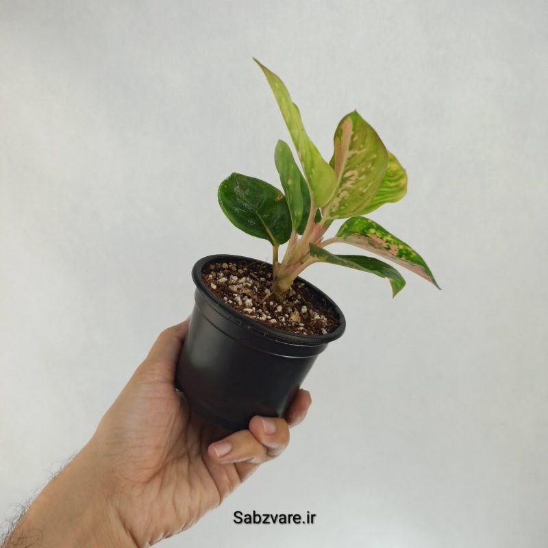 آگلونما رنگی (Y22534)