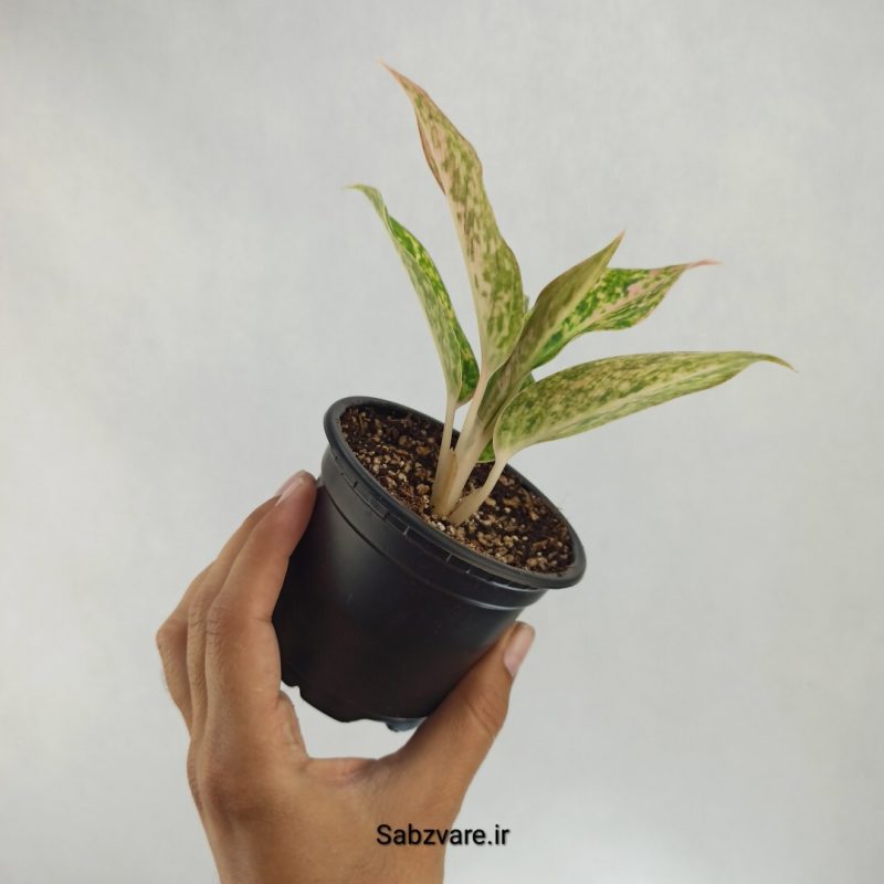 آگلونما رنگی (Y22532)