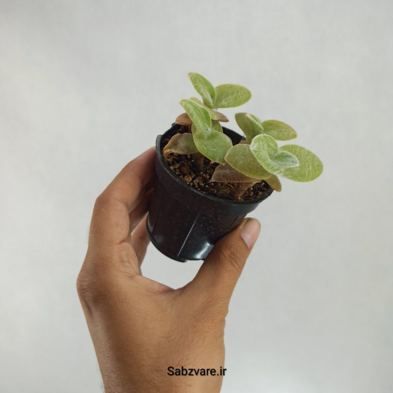 برگ بیدی تار عنکبوتی (Y22531)