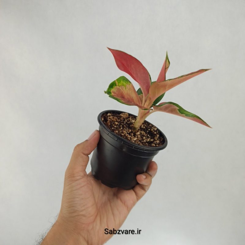 آگلونما رنگی (Y22529)