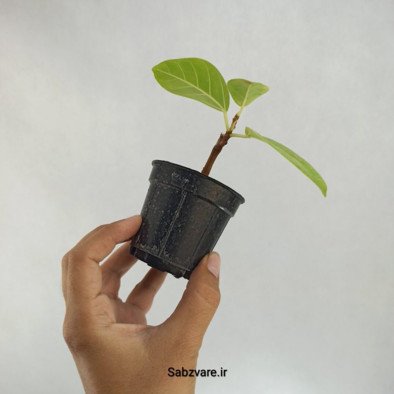 فیکوس آلتیسیما (X22524)