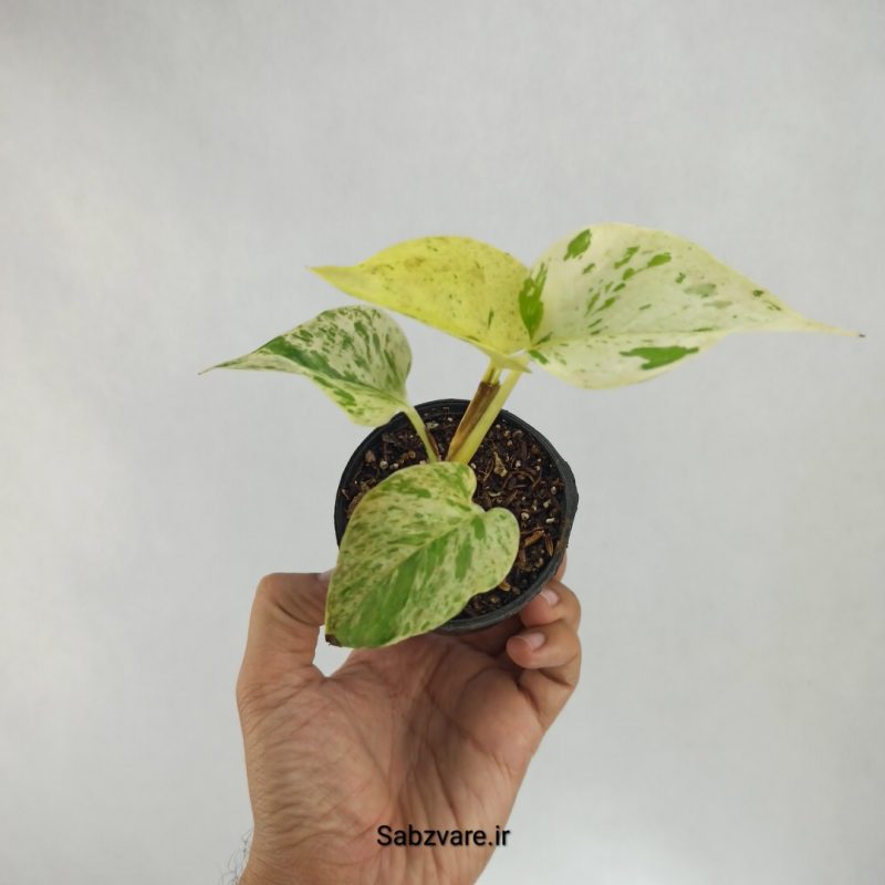پتوس مرمری (X22518)