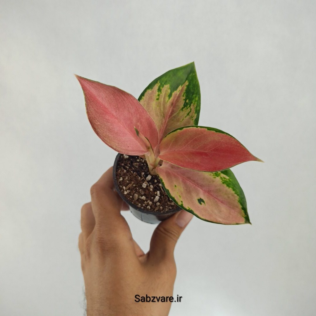 آگلونما رنگی (Y22537)