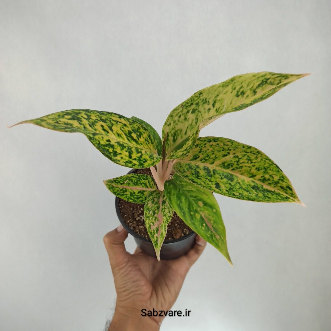 آگلونما رنگی (Y22538)
