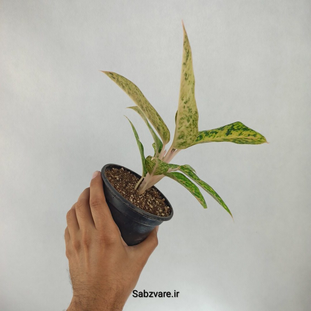 آگلونما رنگی (Y22538) - Image 3