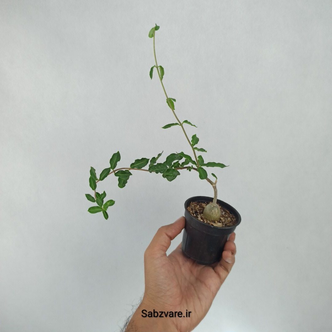 فوکیا (Y22541) - Image 2