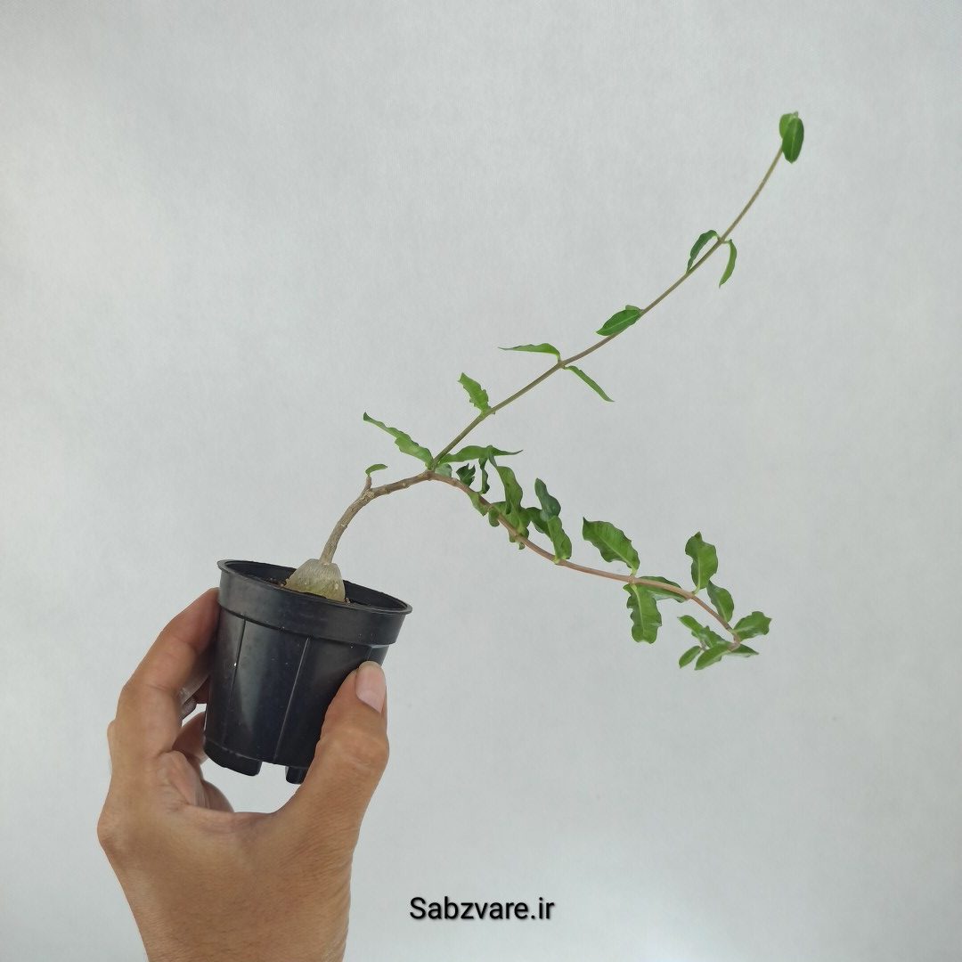 فوکیا (Y22541) - Image 3