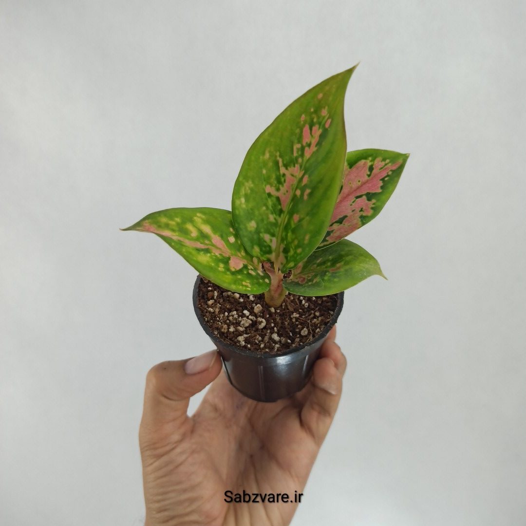 آگلونما رنگی (Y22543)