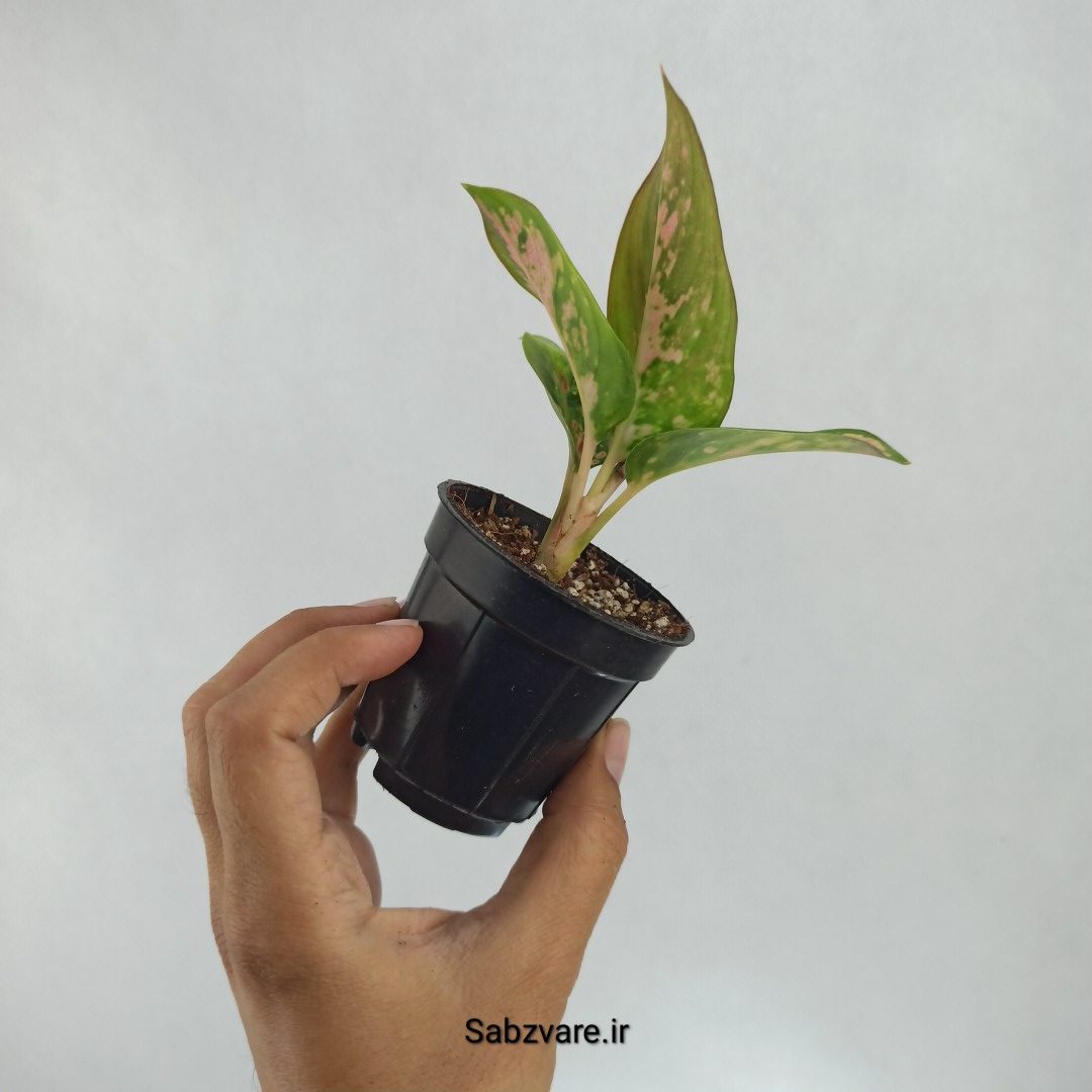 آگلونما رنگی (Y22543) - Image 3